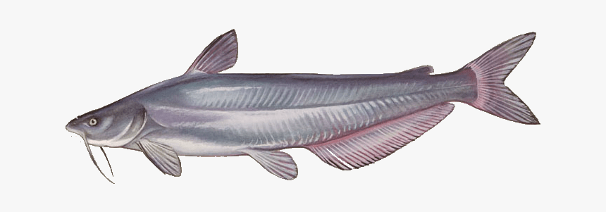 Species Of Catfish, HD Png Download