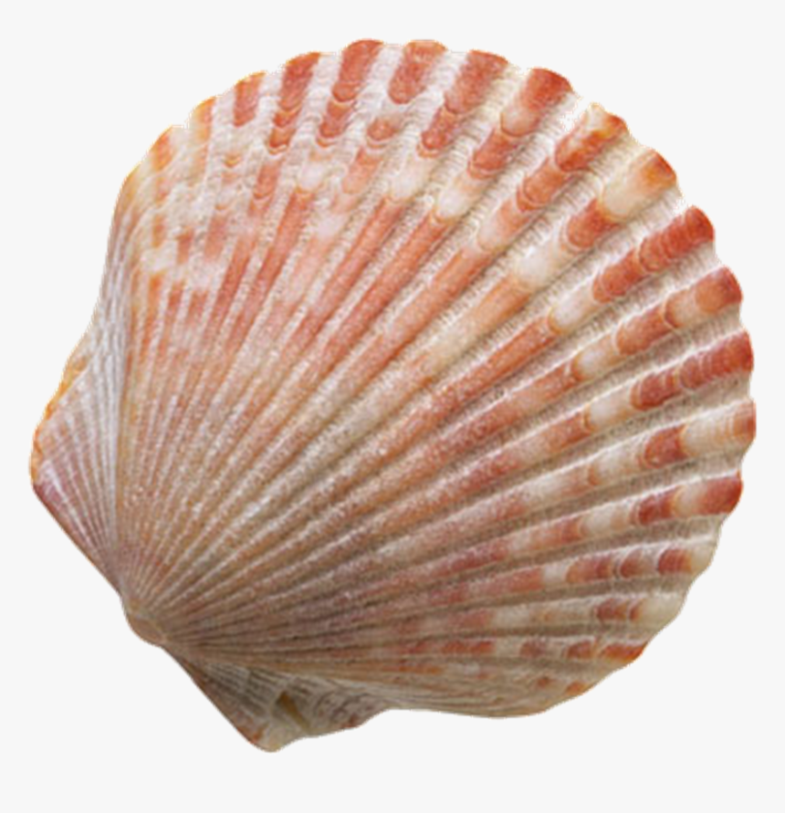 Sher Your Scraps - Seashell With No Background, HD Png Download