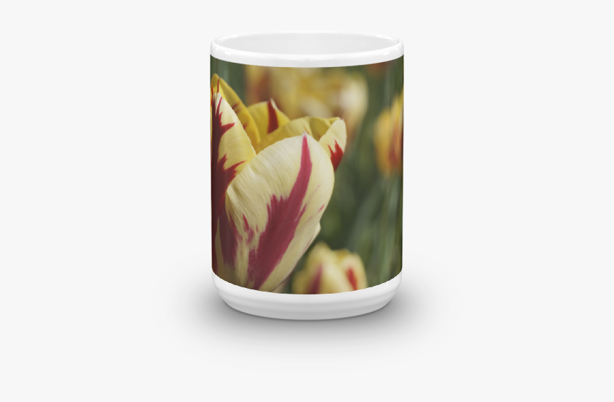 Tulip, HD Png Download