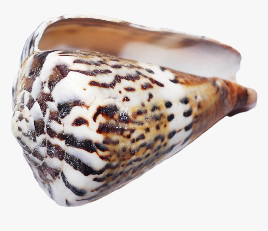 Dessin Ancien Coquillages Png, Transparent Png