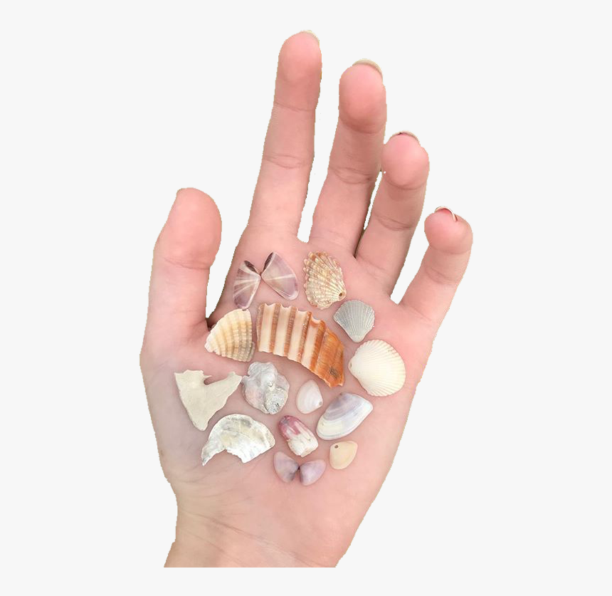 Cream Tan Orange Shells Polyvore Moodboard Filler Hand - Shell, HD Png Download