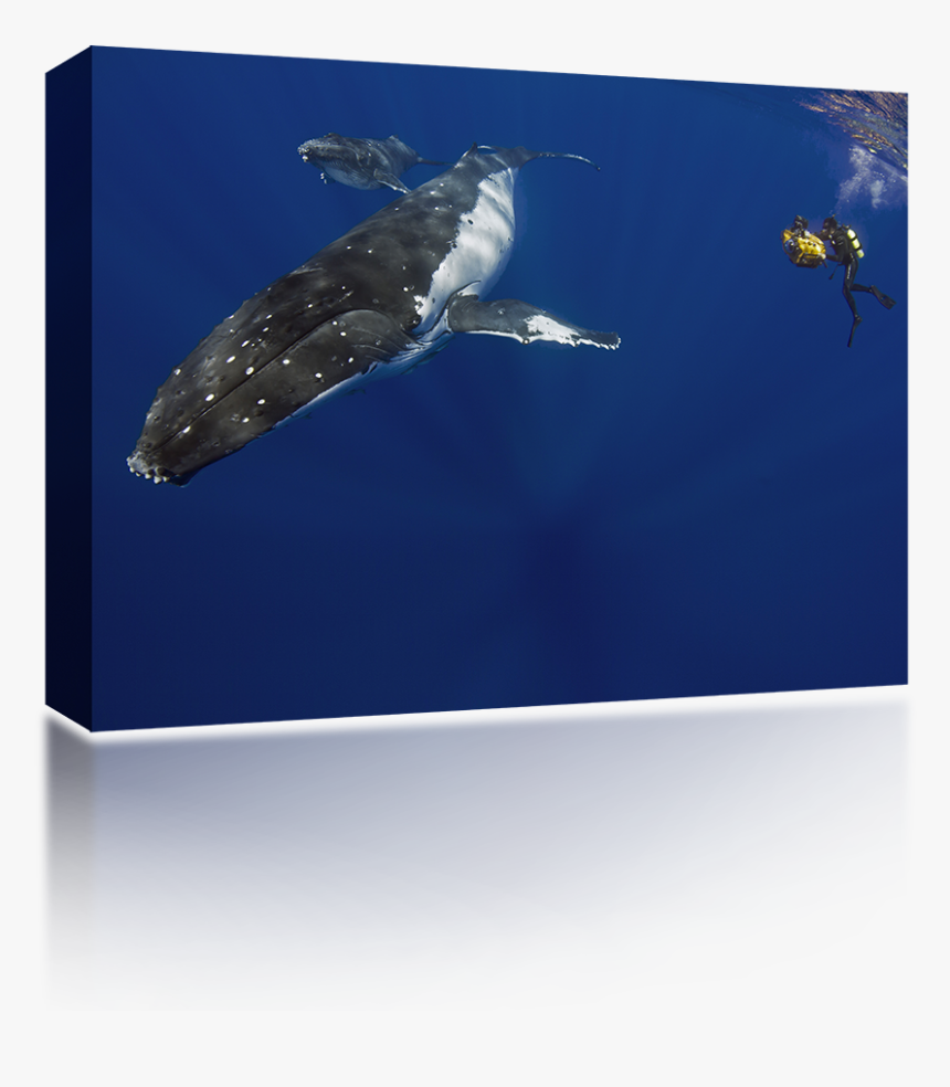 Humpback Whale Png - Underwater, Transparent Png