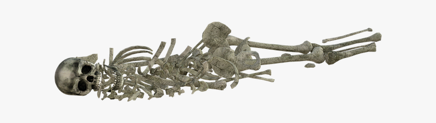 Skull, HD Png Download