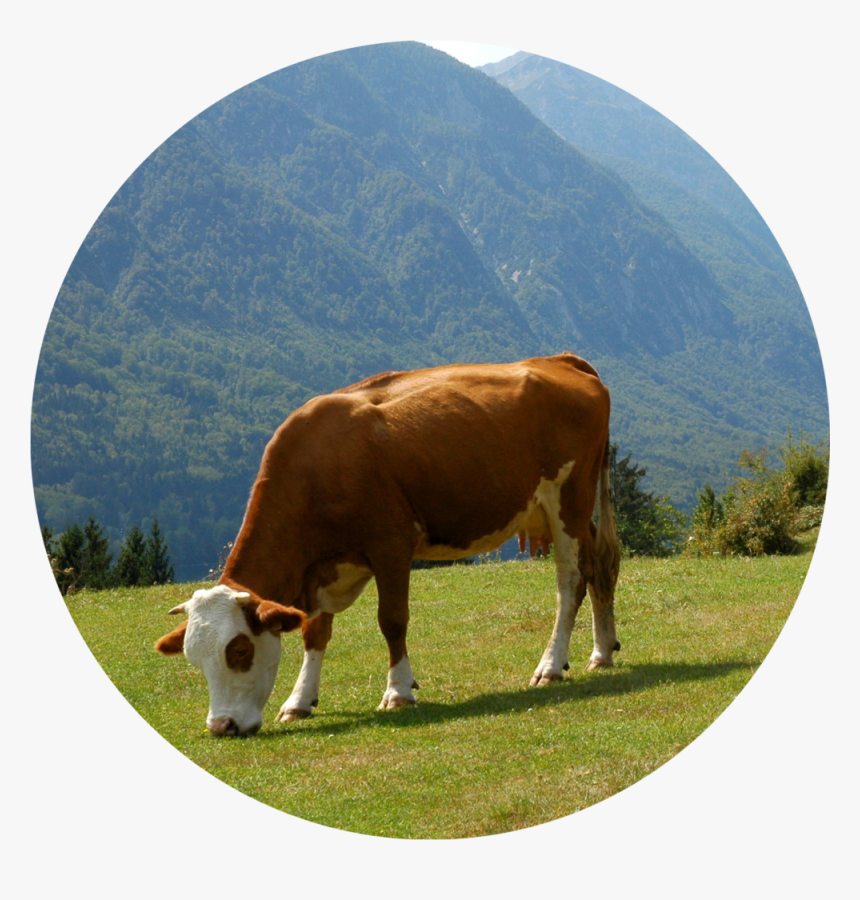 Grazing - Dairy Cow, HD Png Download