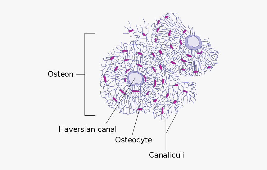 Haversian Canal, HD Png Download