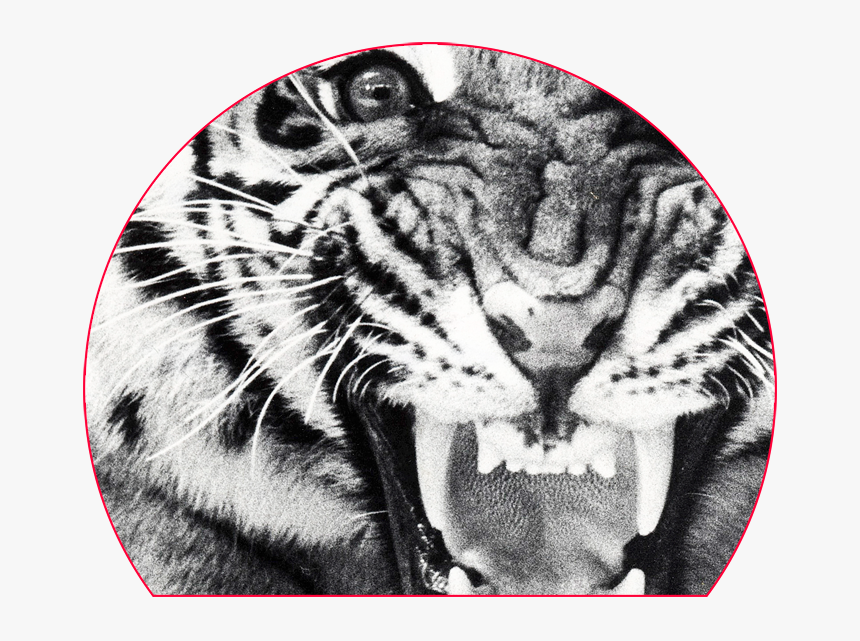 Blade Vault Zoom Detail Sheba, HD Png Download