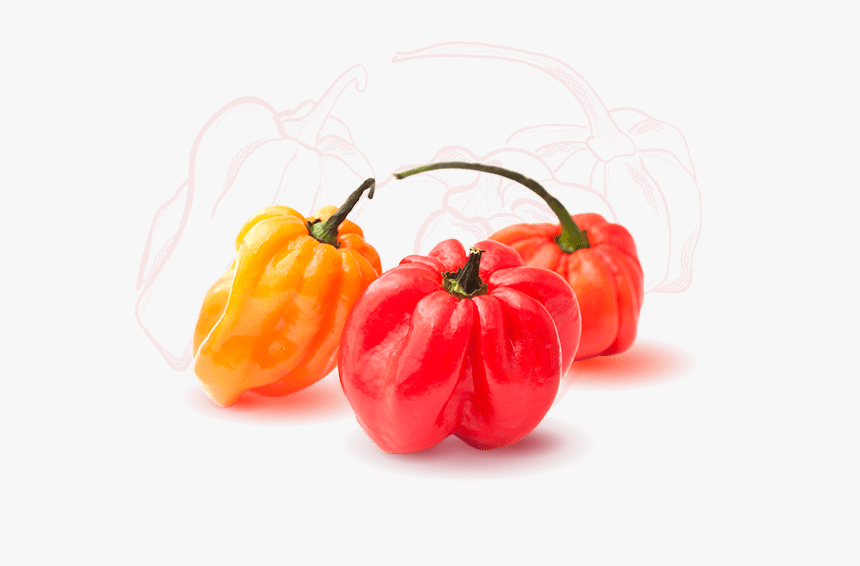 Squash, HD Png Download