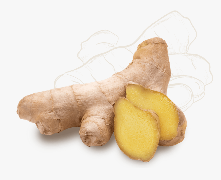 Ginger, HD Png Download