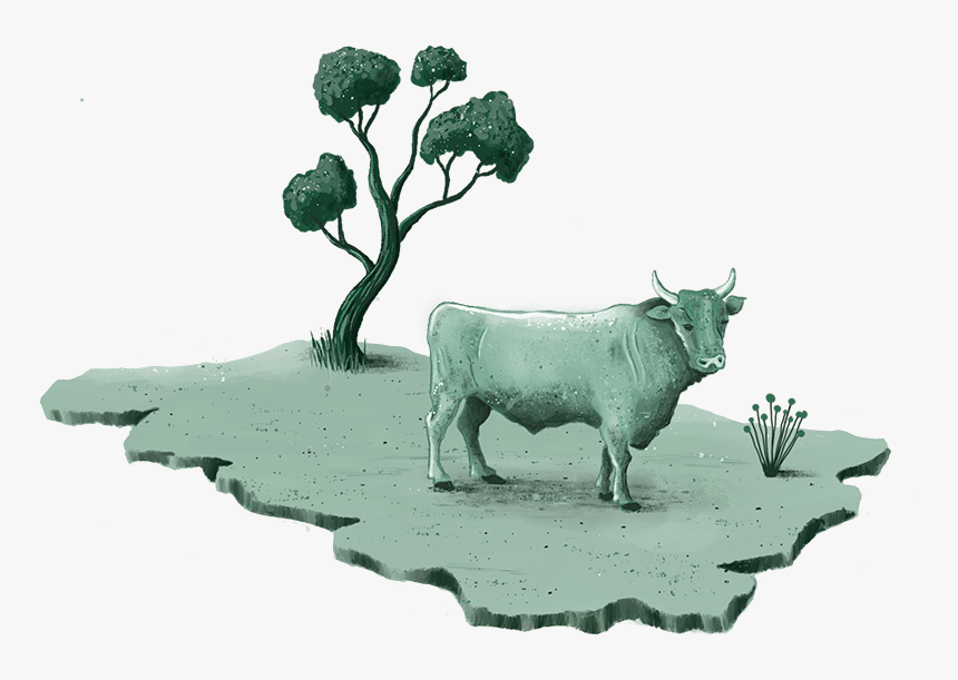 Zebu, HD Png Download
