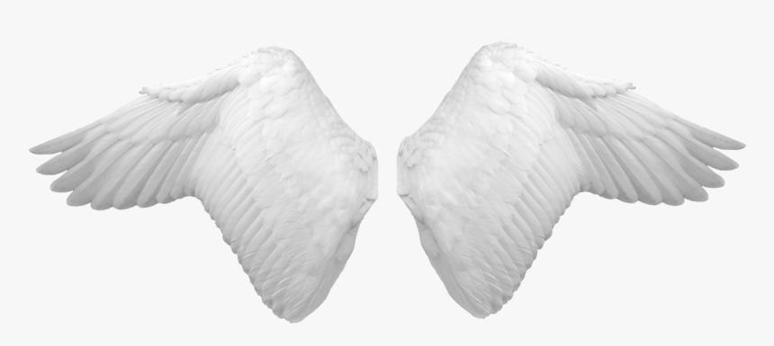 White Wings Png Image - Butterfly, Transparent Png
