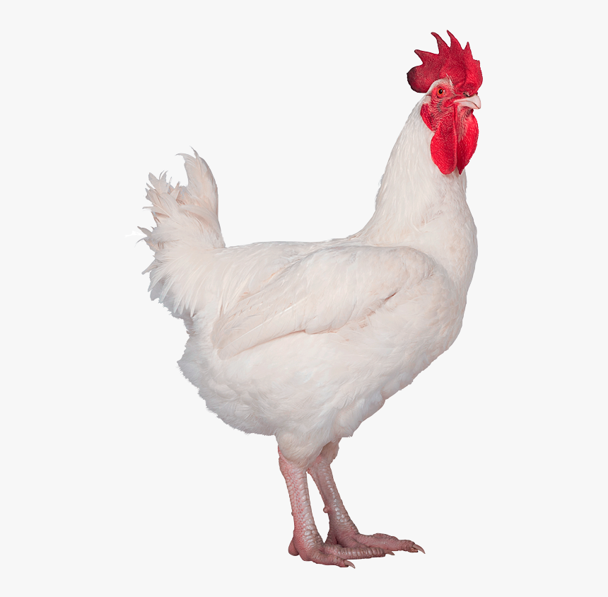 Hubbard Conventional M99-no Background - فراخ بيضاء, HD Png Download