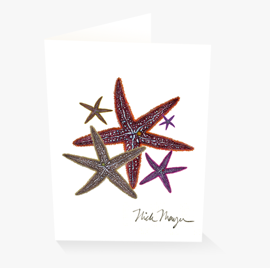 Starfish Ii - Starfish, HD Png Download