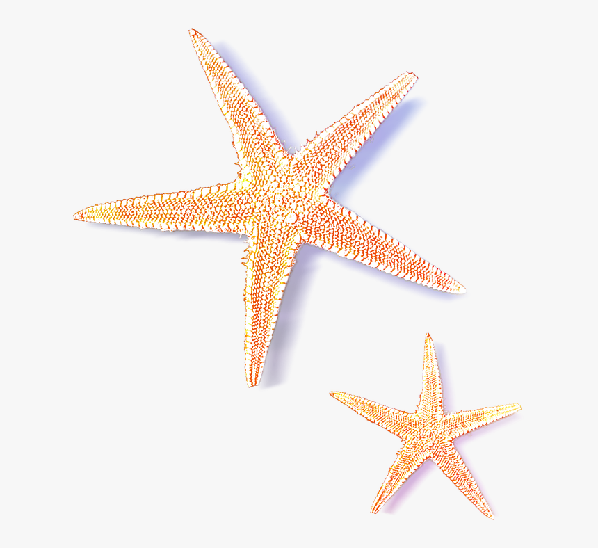 Sea Star Transparent Images, HD Png Download