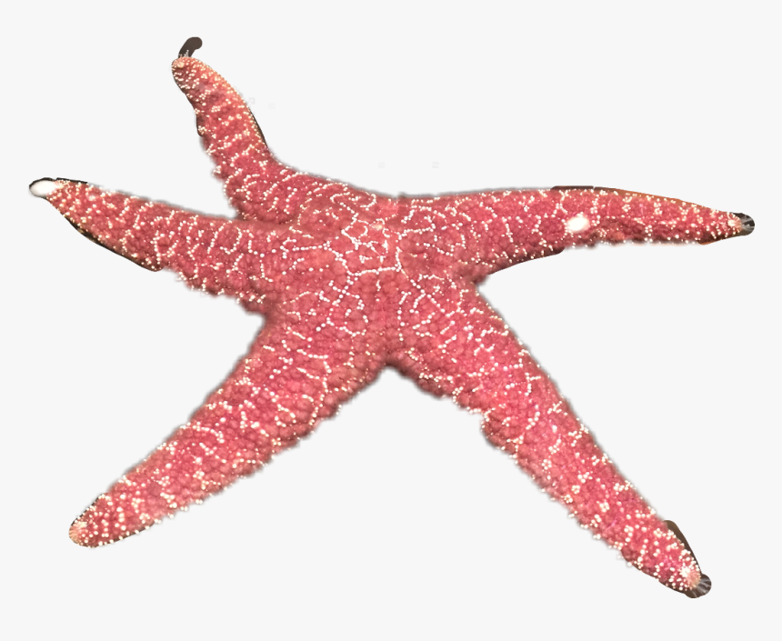 Starfish , Png Download - Starfish, Transparent Png