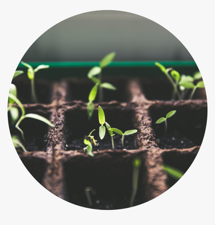 Give - Plants, HD Png Download