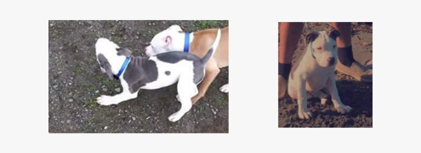 Pitbull - Bull And Terrier, HD Png Download