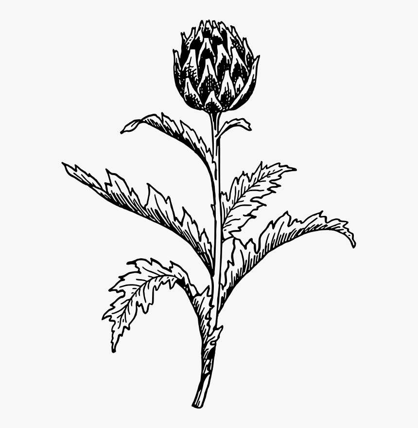 Artichoke 2 - Artichoke Vector, HD Png Download