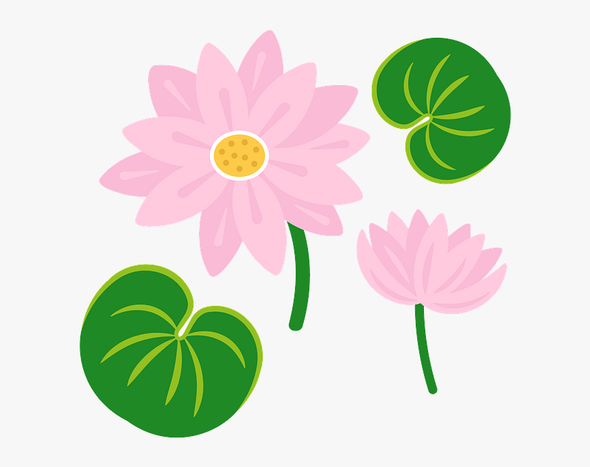 African Daisy, HD Png Download