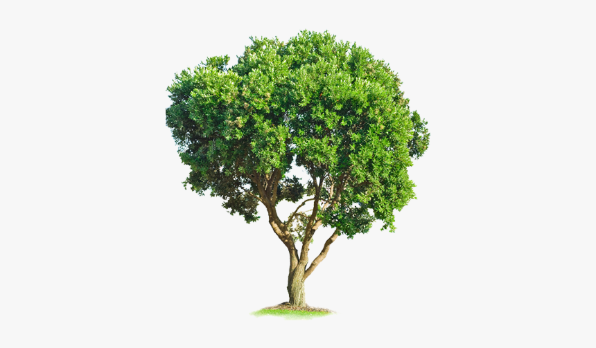 Thumb Image - Tree, HD Png Download