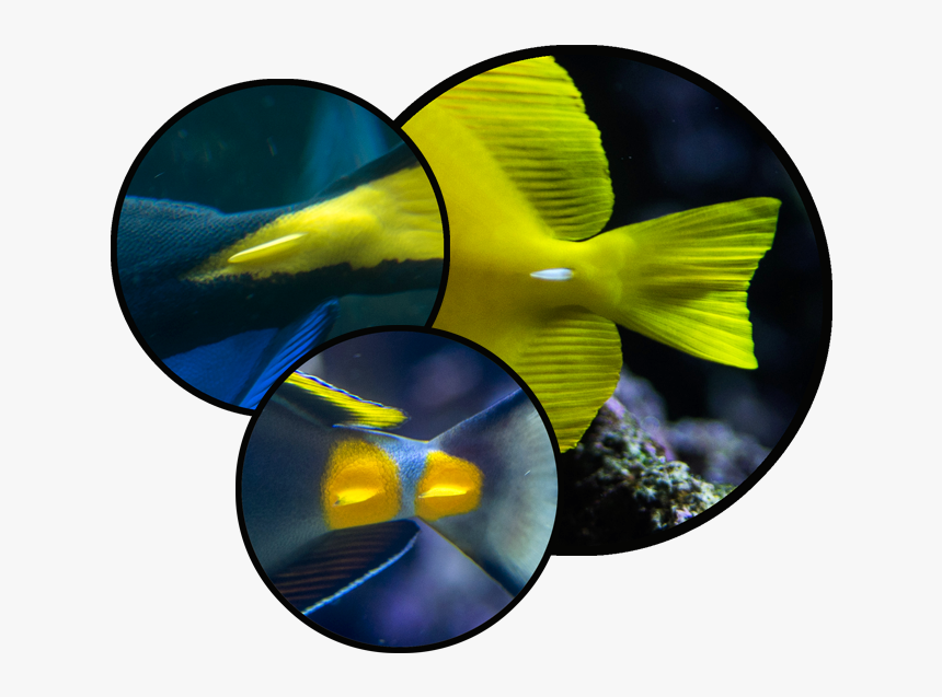 Check Out Those Scalpels - Blue Tang Tail, HD Png Download