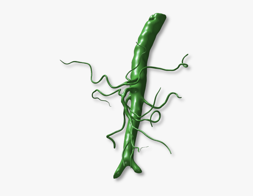 Vegetable, HD Png Download