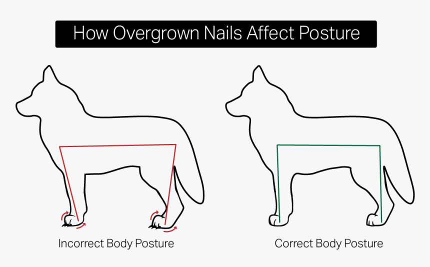 Miniature Siberian Husky, HD Png Download