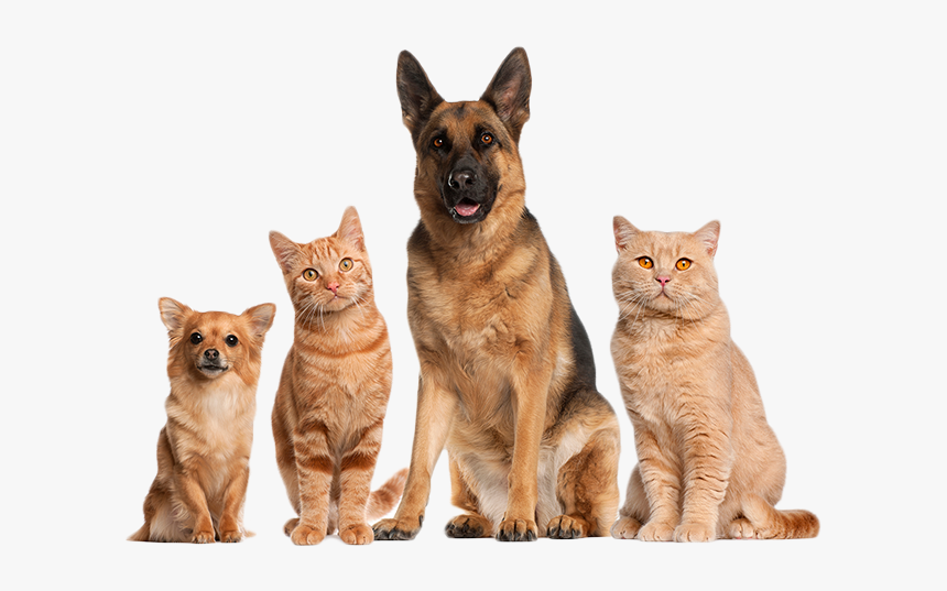 Home - Cat And Dog Png Transparent, Png Download