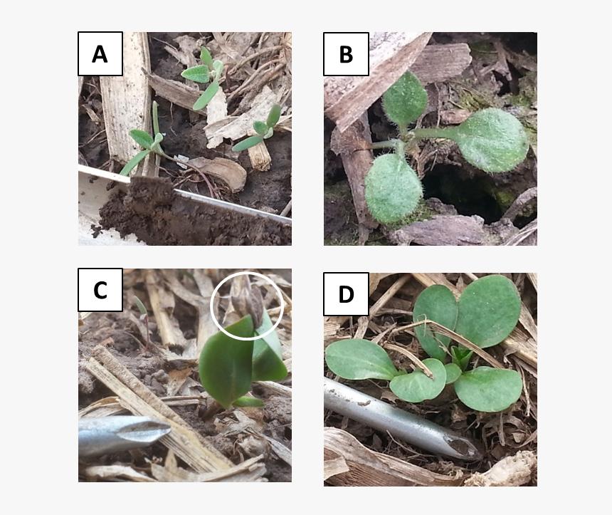 Figure 1. A) Common Lambsquarters, Chenopodium Album; - Acianthera Luteola, HD Png Download