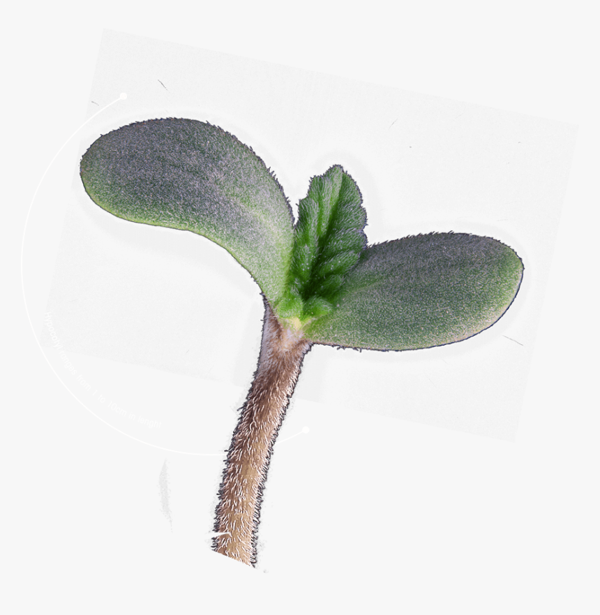 T - H - Seeds Seedling - Twinflower, HD Png Download