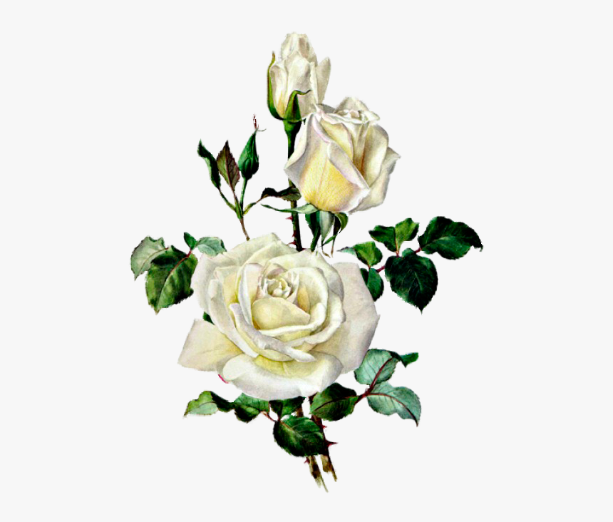 Розы Botanical Illustration, Botanical Drawings, Rose - White Rose Botanical Illustration, HD Png Download