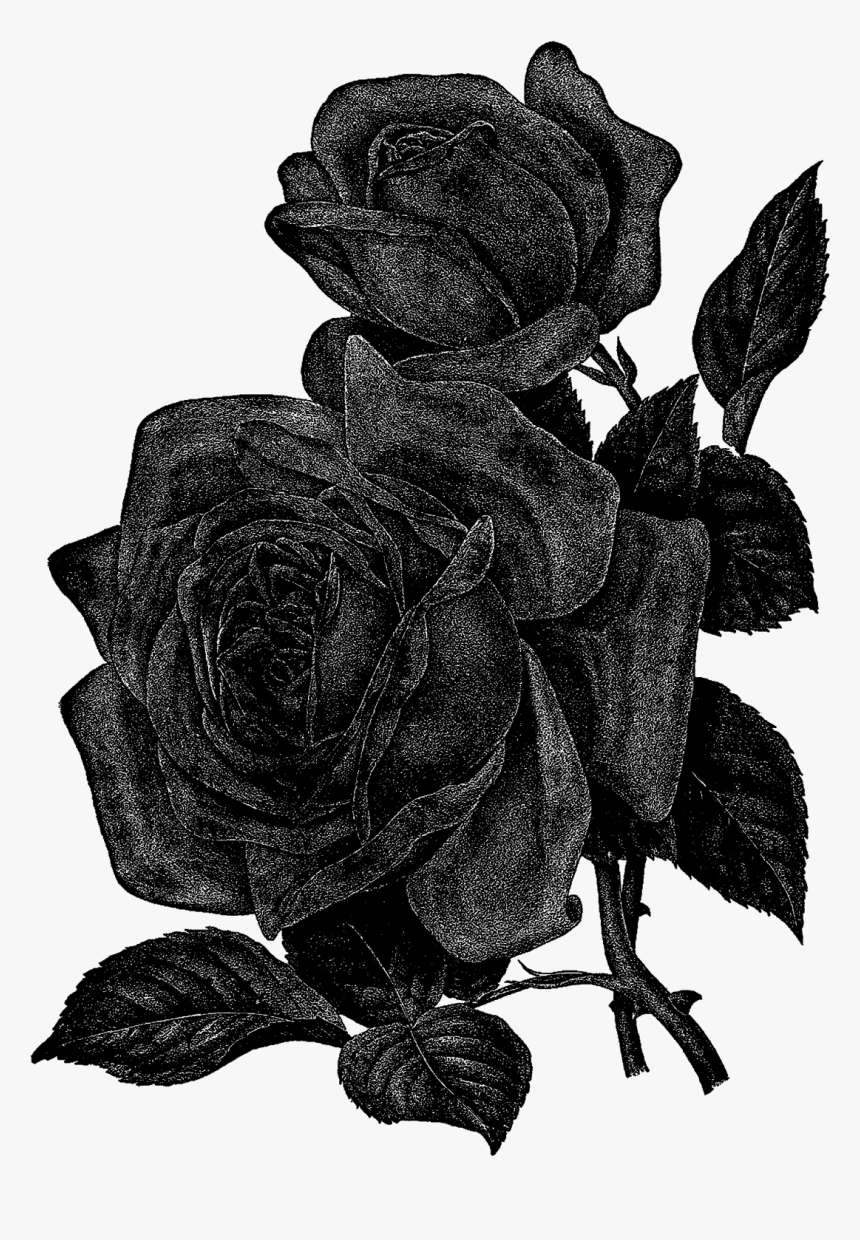 Floribunda, HD Png Download