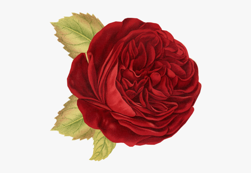 Red Flower Vintage Png, Transparent Png