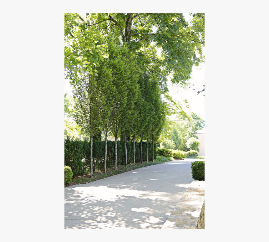 0892-0003b2 Copy, HD Png Download