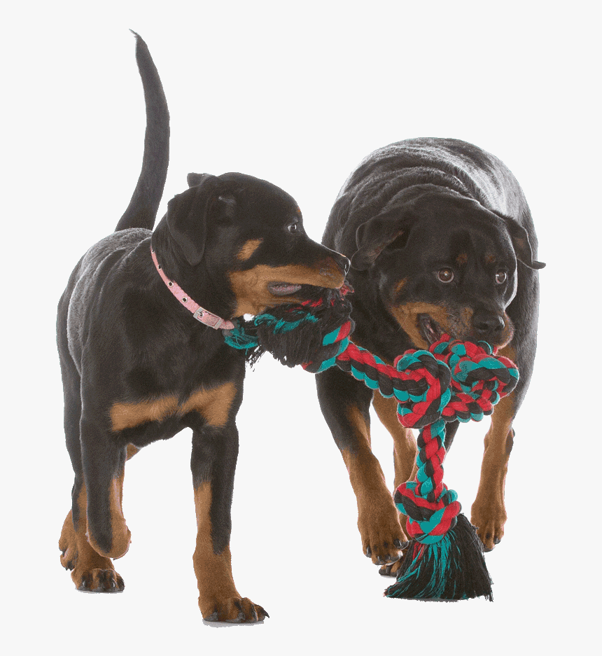 Dobermann, HD Png Download