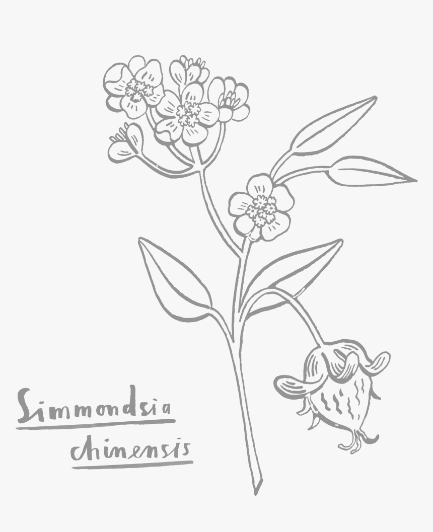 Gilliflower, HD Png Download