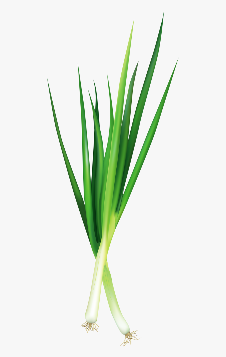 Фотки Vegetable Pictures, Food Stickers, Green Onions, - Green Onion .png, Transparent Png