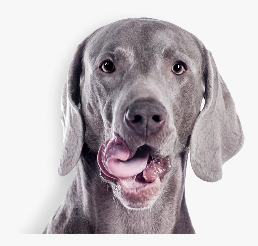 Gray Dog - Cute Weimaraner On White Background, HD Png Download