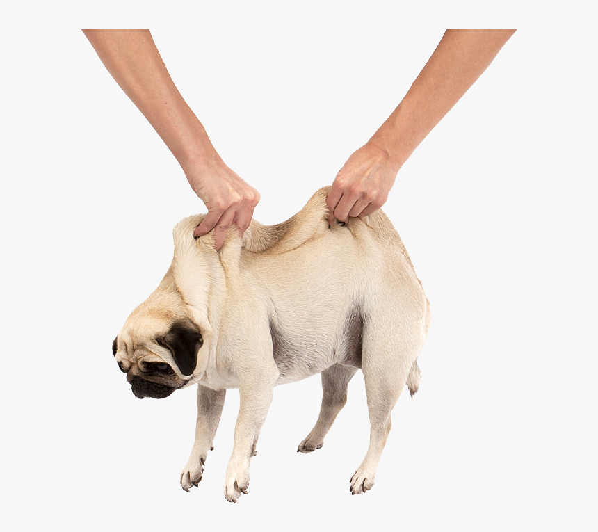 Pug Puppy Cuteness - Мем Ловите Мопса, HD Png Download