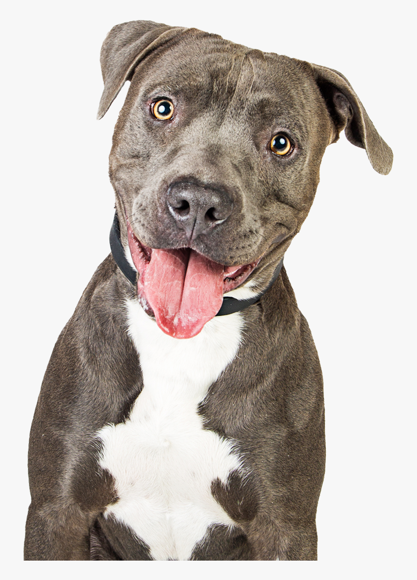 Purina Own Shit, HD Png Download