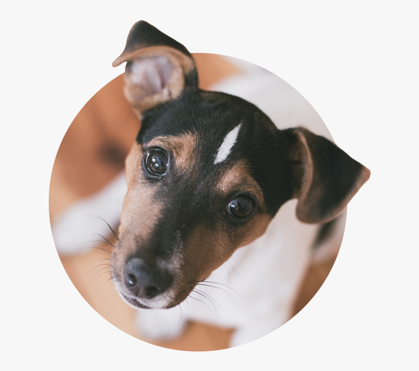 Jack Russell Terrier, HD Png Download