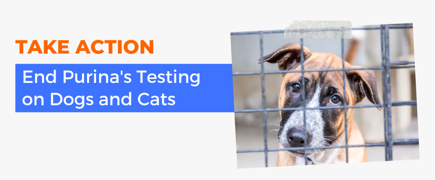 Dog In A Shelter, HD Png Download