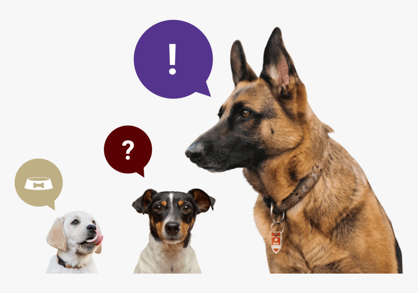 Wild Ancestor Of The Dog, HD Png Download