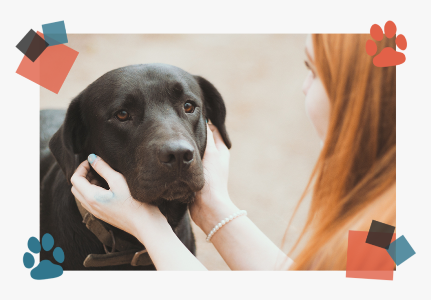 Rock Taylor Dog, HD Png Download