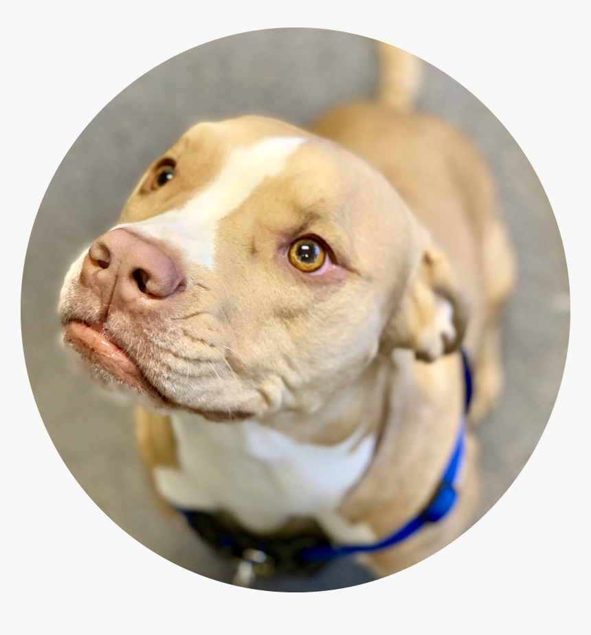 Companion Dog, HD Png Download