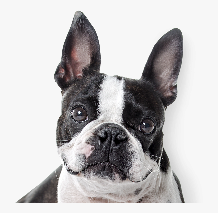 Boston Terrier - Boston Terrier Nose, HD Png Download