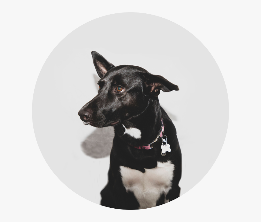 Formosan Mountain Dog, HD Png Download