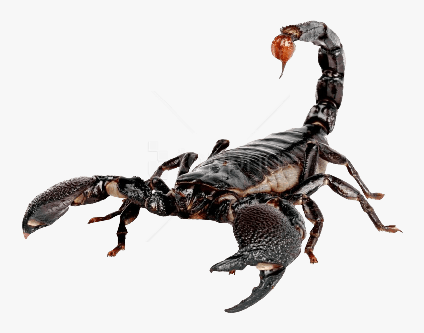 Free Png Scorpion Png Images Transparent - Transparent Scorpion Png, Png Download