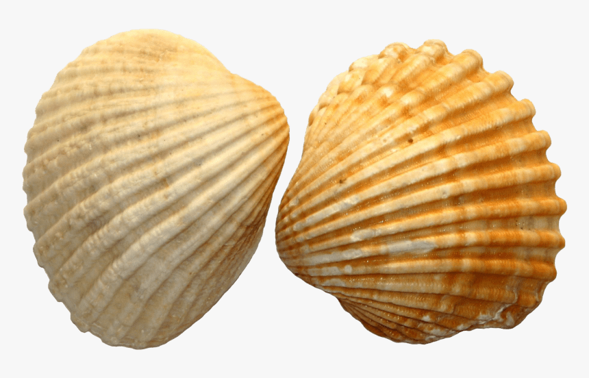 File Png Free Images - Sea Shell Png, Transparent Png