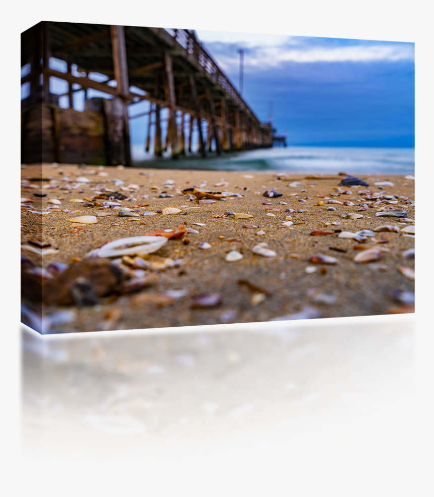 Sea Shells At Newport Pier - Sea, HD Png Download