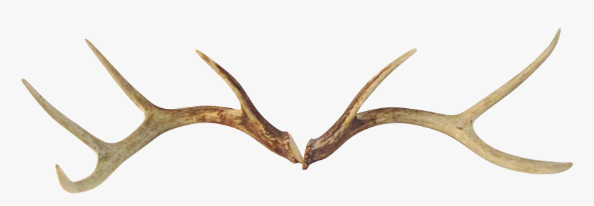 Deer Antlers Png - Antlers Png, Transparent Png